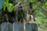 Northern Mocking bird siting on a fence